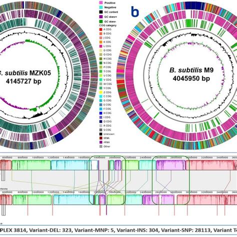 Circular Graphical Maps Of B Subtilis Mzk05 Complete Genome A And Download Scientific