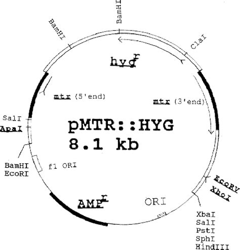 Figure From Homologous Recombination Following Transformation In