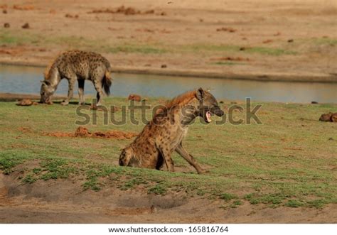 Laughing Hyena Stock Photo 165816764 | Shutterstock