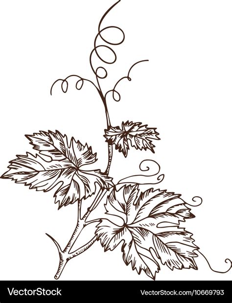 Grape leaves in the style of a sketch Royalty Free Vector