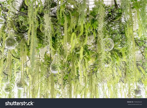 Green Hanging Plants Decoration On Ceiling Stock Photo (Edit Now) 734029222