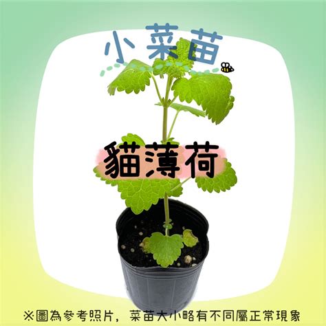 【小菜苗】貓薄荷苗 貓大麻 Catnip Herbs Sprouts And Shoots 蝦皮購物