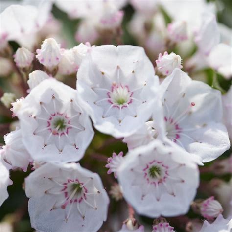 Buy Mountain Laurel Kalmia Latifolia Elf Delivery By Waitrose Garden