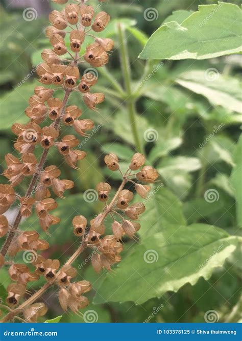 Dry Basil Flower , Basil Flower , Flowering Basil Stock Image - Image