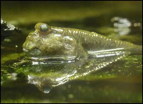 Schlammspringer Alle Infos Zum Besonderen Fisch Simfisch De