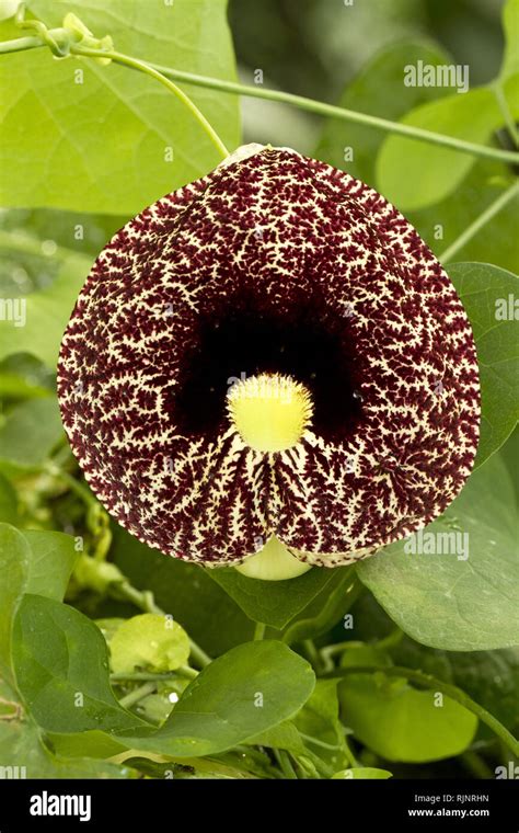 Calico Flower Aristolochia Littoralis Syn Aristolochia Elegans