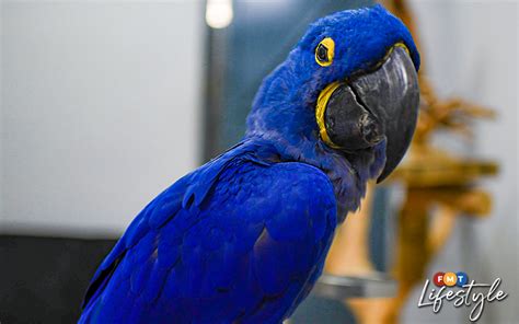 Blind, beautiful, and 45 years old: meet Anne the Hyacinth macaw | FMT