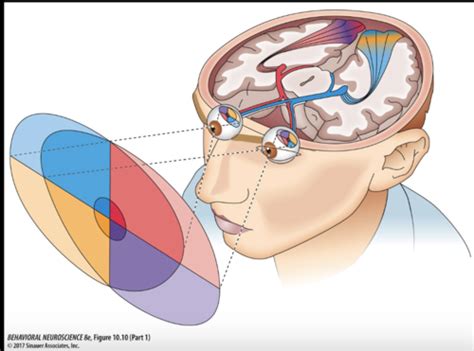 Intro To Neuroscience Vision Part I II Flashcards Quizlet