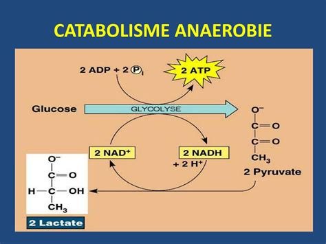 PPT DESTINEE DU PYRUVATE EN AEROBIOSE ET ANAEROBIOSE PowerPoint