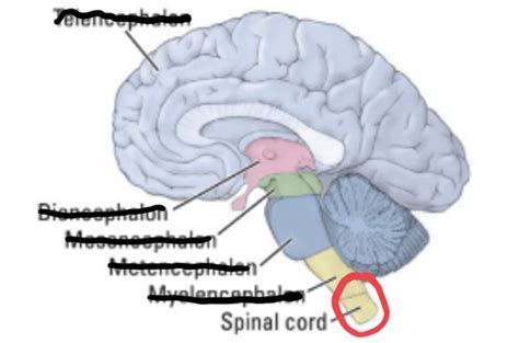 Neuroanatomy Exam Flashcards Quizlet