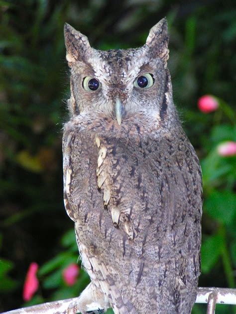 Eastern Screech Owl Megascops Asio Back Picture 1 Of 16 The Owl Pages