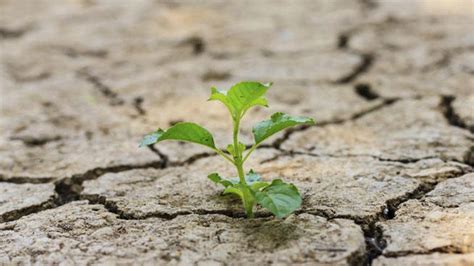 Descubren C Mo Las Plantas Se Adaptan A Las Sequ As