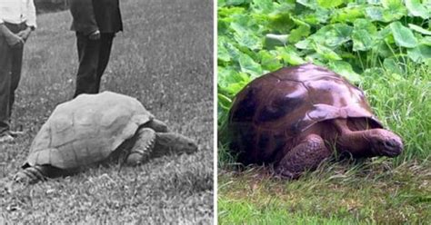 Jonathan The 187 Year Old Tortoise Photographed In 1886 And Today 9GAG