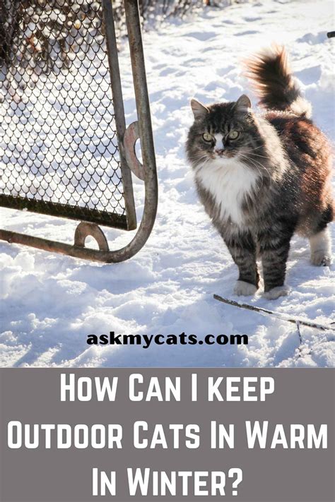 How To Keep A Stray Cat Warm Outside In Winter