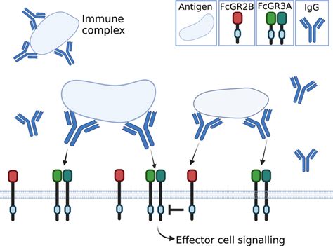 Diagram Of The Action Of Igg And Its Receptors When Igg Binds To An