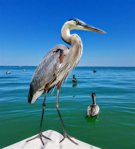 Pier house 60 views are the best in the entire coastal city 19