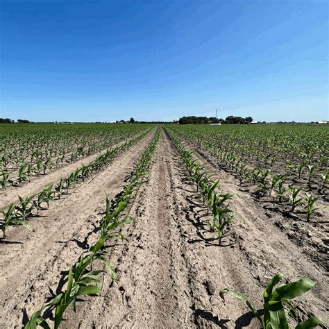 The 5 most likely ways to end up with a less than desirable corn and/or