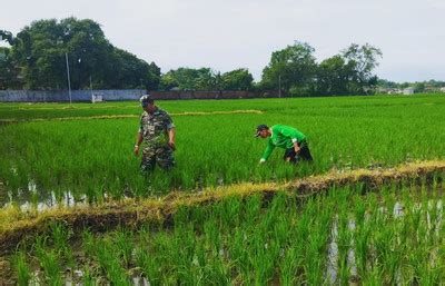 Babinsa Koramil Geger Bantu Petani Kendalikan Gulma Tanaman Padi