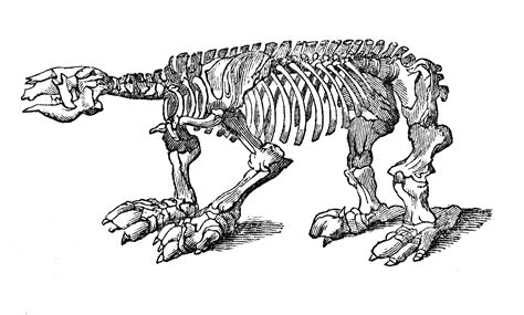 Ground Sloths - A Survivor of the Megafaunal Extinction