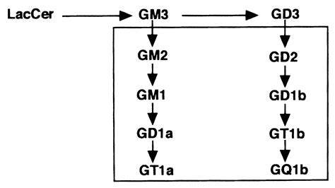 Complex Gangliosides Are Essential In Spermatogenesis Of Mice Possible