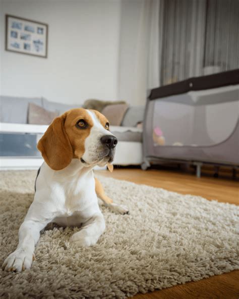 how old should a puppy be to bring home