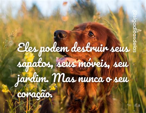 Frases Para Cachorro Que Demonstram Esse Amor Genu No