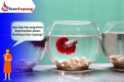 Cara Budidaya Ikan Cupang Untuk Pemula Pasti Berhasil