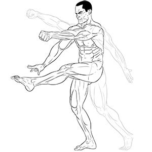 350 Pose Per Artisti Corpi Muscolare Anatomia Della Muscolatura