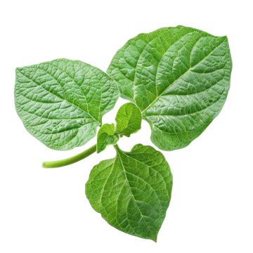 Potato Plant Leaf Vintage, Botany, Leaf, Plant PNG Transparent Image ...