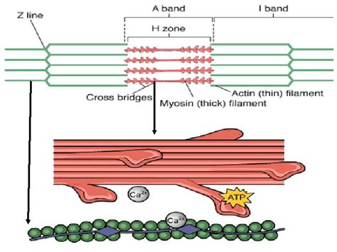 Muscular system SKELETAL MUSCLE Skeletal muscle is made 