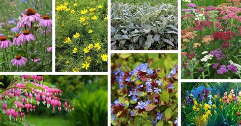 26 Deer Resistant Perennials For Every Garden