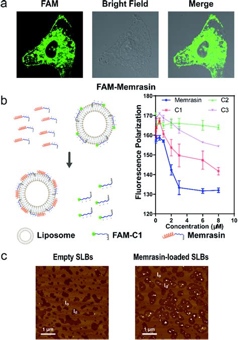 Exploration Of The Mechanism By Which Memrasin Disassociates K Ras4B