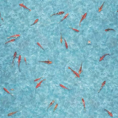 Moonlight Koi Carp Fish Vinyl Sq Metre