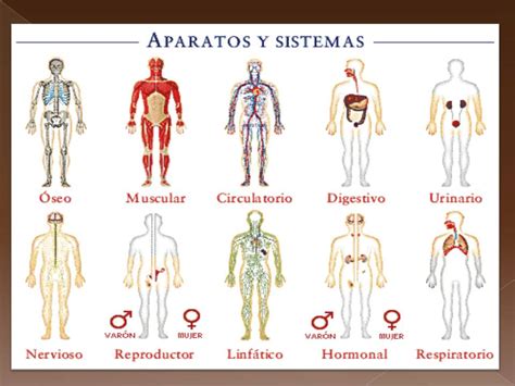 Anatomía y Fisiología humana CONCEPTOS