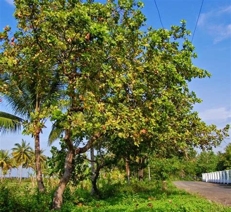 ri kacang mete jambu monyet