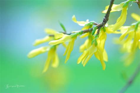 forsythia, Flowers, Bush, Yellow - Plants wallpapers: 2560x1707