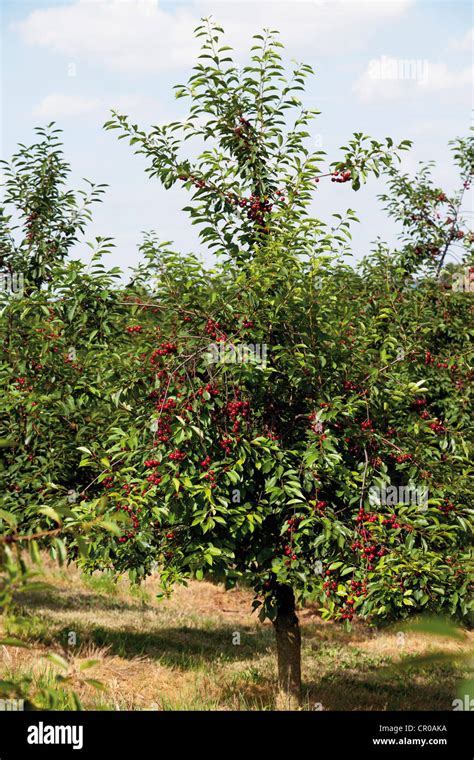 Sour Cherry Tree Prunus Cerasus Stock Photo Royalty Free Image