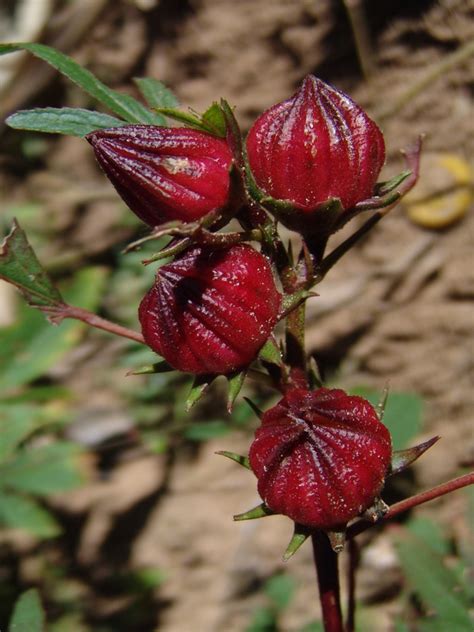 West African Plants A Photo Guide Hibiscus Sabdariffa L