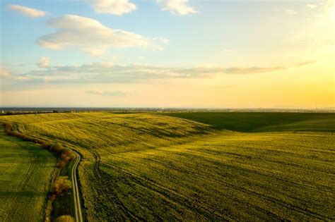 Premium Photo Green Agricultural Farm Field With Growing Rapeseed