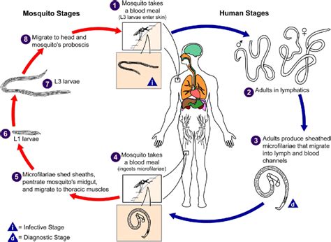 Life-cycle of filarial parasites, demonstrated with W. bacncrofti. Both ...