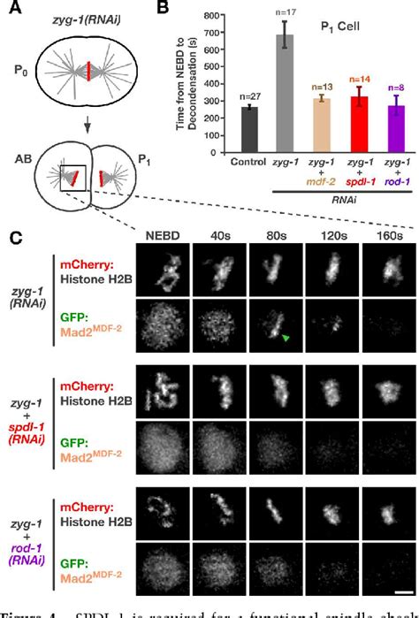 Figure From A New Mechanism Controlling Kinetochore Microtubule