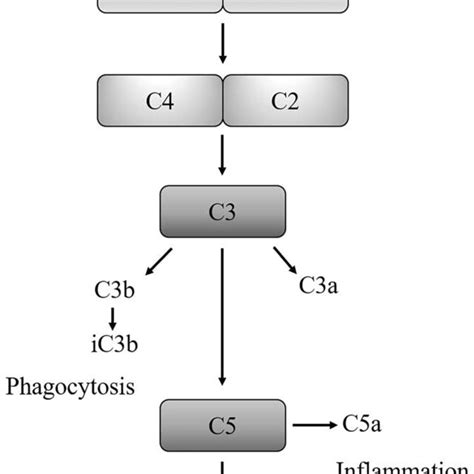 Simplified schematic diagram of classical complement system. The ...