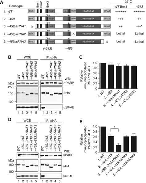 The Rna Domain And Canonical Pabp Binding Domain Box Ext In Eif G