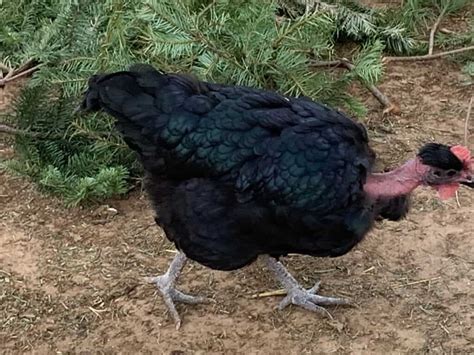 Naked Neck Chickens Aka Turkens Dual Purpose And Hardy Rural Living