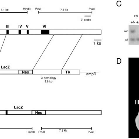 Targeted Disruption Of Mgcma In Mice A Schematic Representation Of