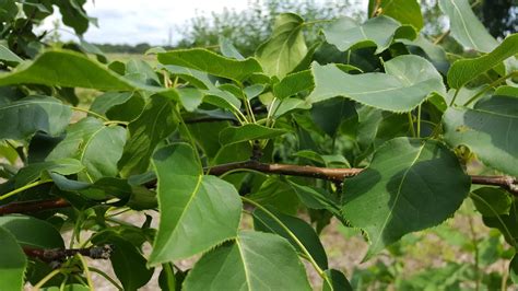 KOREAN SUN PEAR- PYRUS FAURIEI 'WESTWOOD' | The UFOR Nursery & Lab