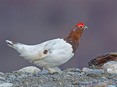 Alaska State Bird Name