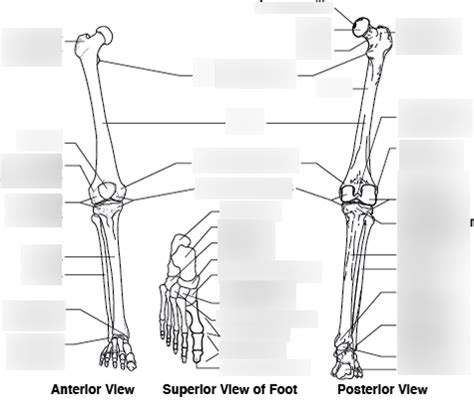 Lower Extremity Bones Diagram Quizlet