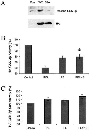 Role Of Ser 9 In GSK 3 Inhibition A Extracts Of Parental Rat 1 Cells