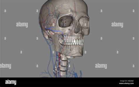 The transverse facial artery is an artery that branches from the ...